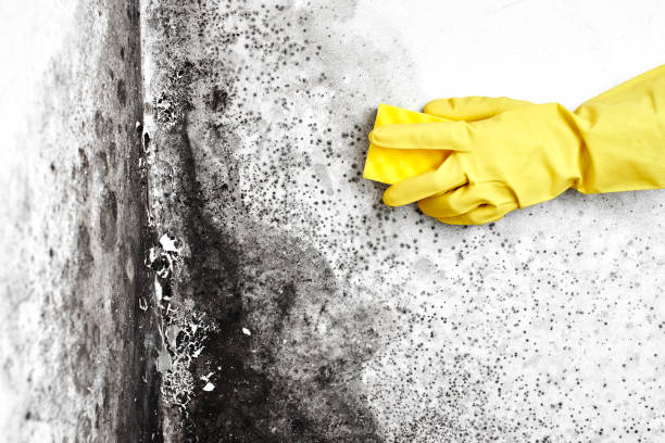 Why You Should Choose Our Mold Remediation Services in Candor, NC